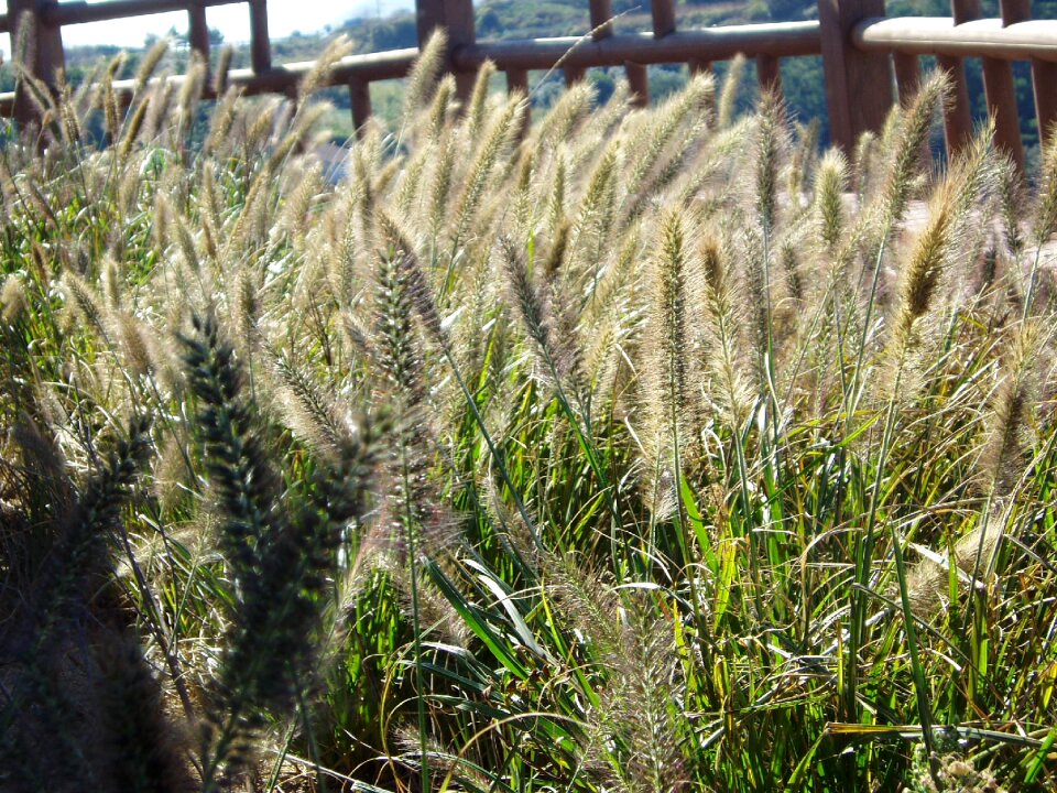 Field meadow laid-back