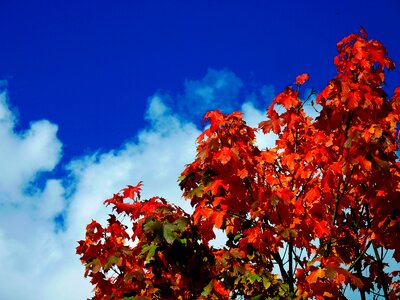 Freshly fallen fall leaves autumn photo