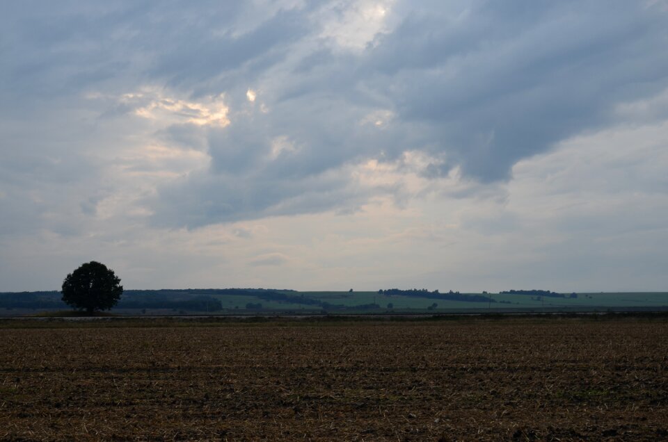 Tree in the field landscape evening sky