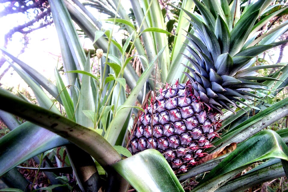 Sweet tropical exotic