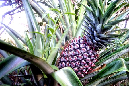Sweet tropical exotic