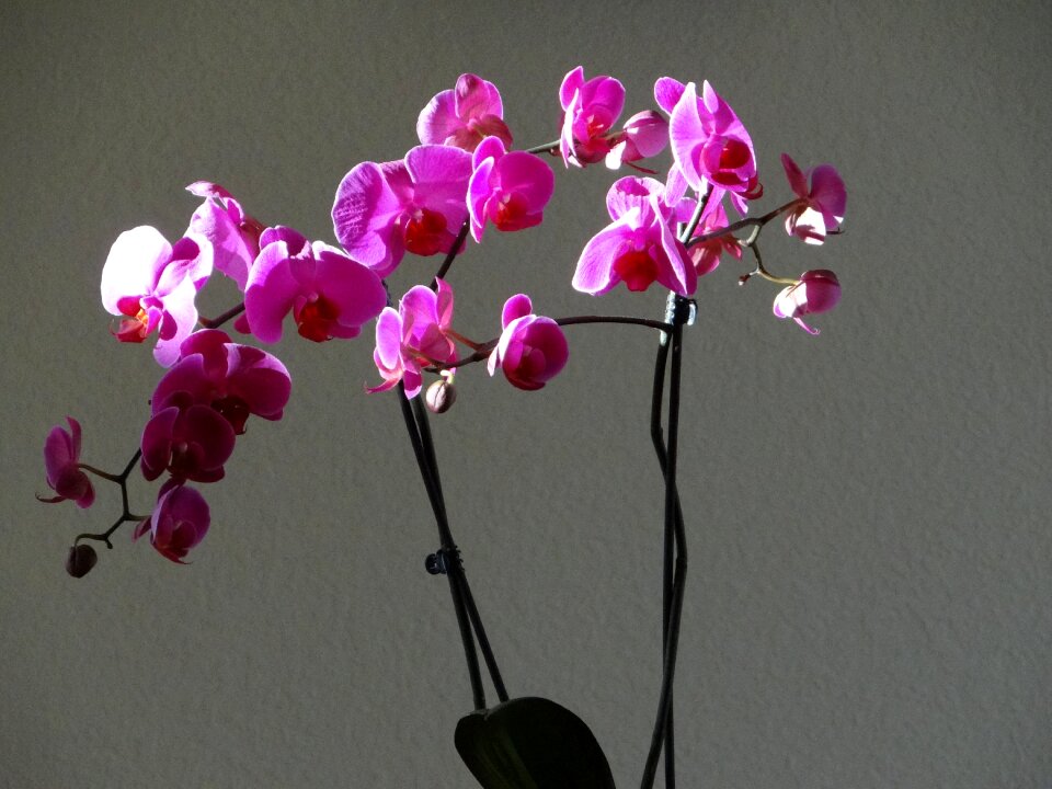 Purple flowers
