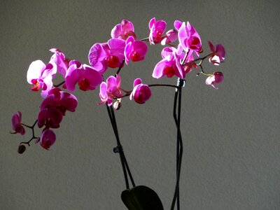 Purple flowers