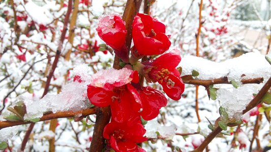 Flower japanese quince cold photo