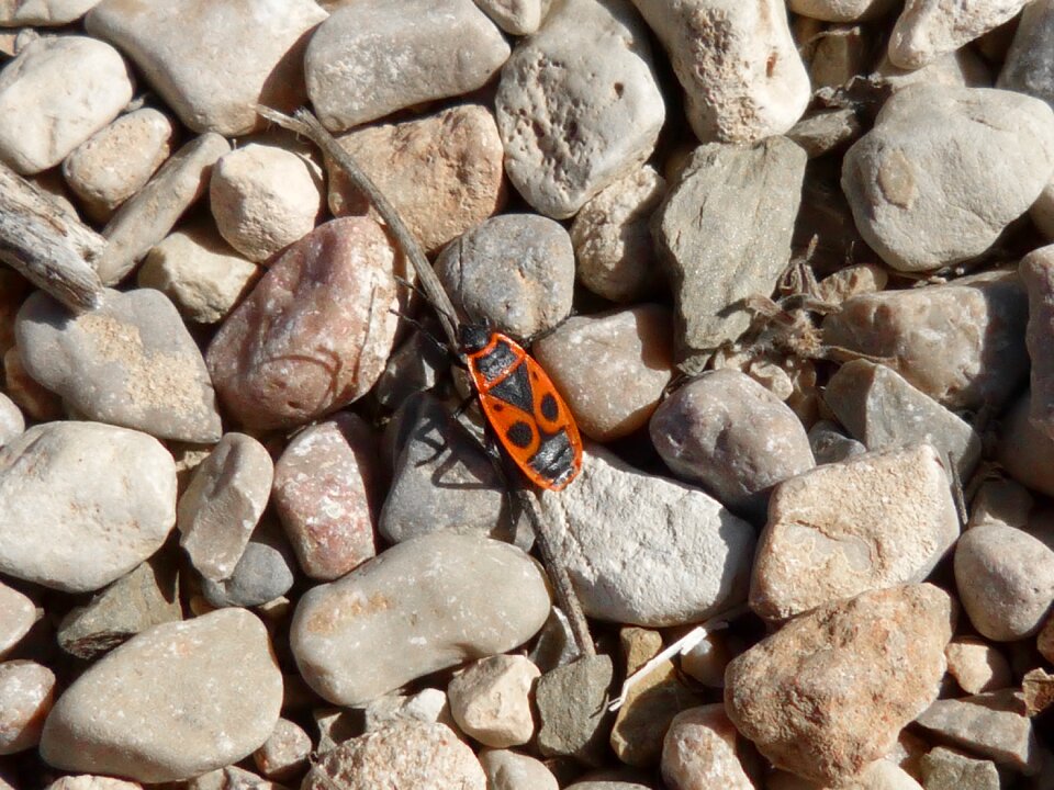Red bug beetle insect stones