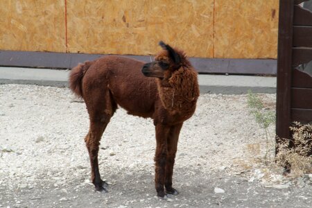 Lama animal zoo
