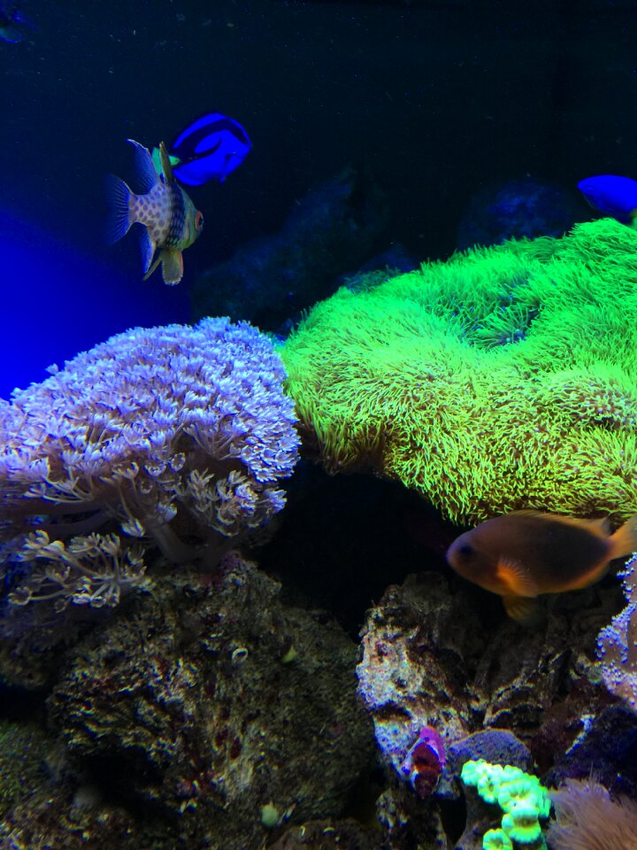 Colorful aquarium aquatic plants