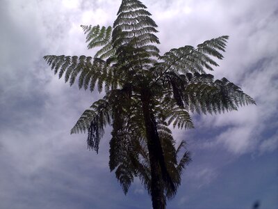 Palm tree sky dusk photo