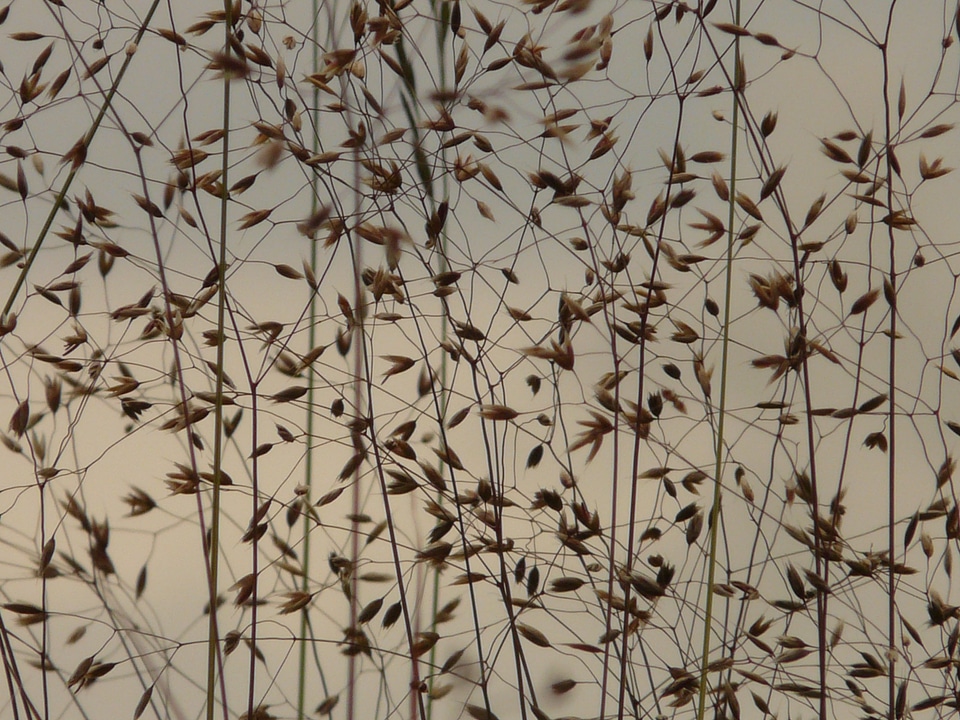 Summer backlighting closeups