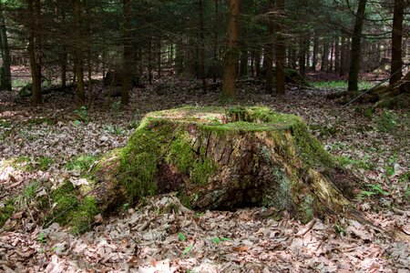 Tree stump moss forest photo