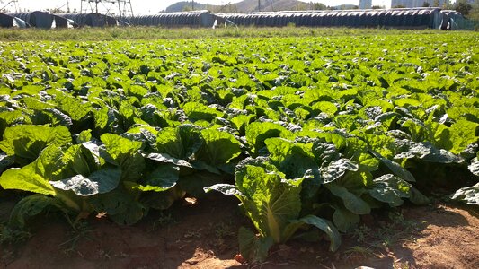 Vegetable fresh vegetables crop photo