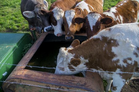 Drink meadow cattle photo