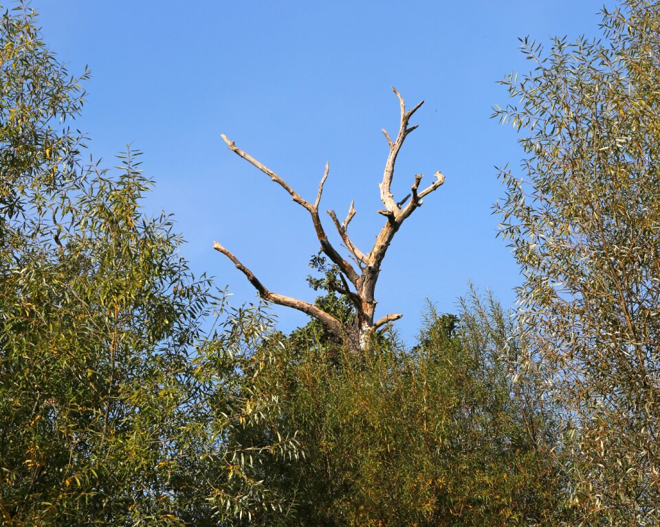 Forest branch branches branches