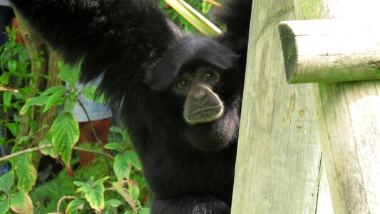 Animal monkey ecology