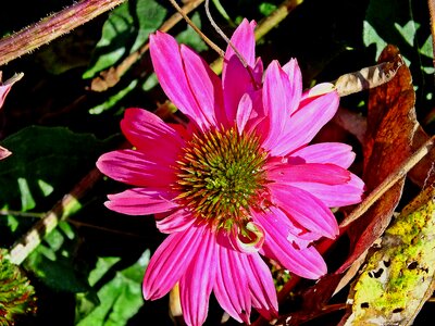 Botanical gardening floral