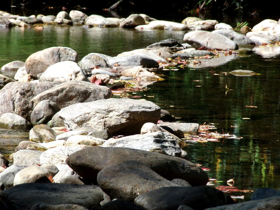 Nature water forest