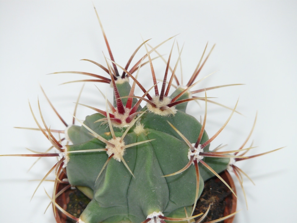 Cactus greenhouse cactaceae spur