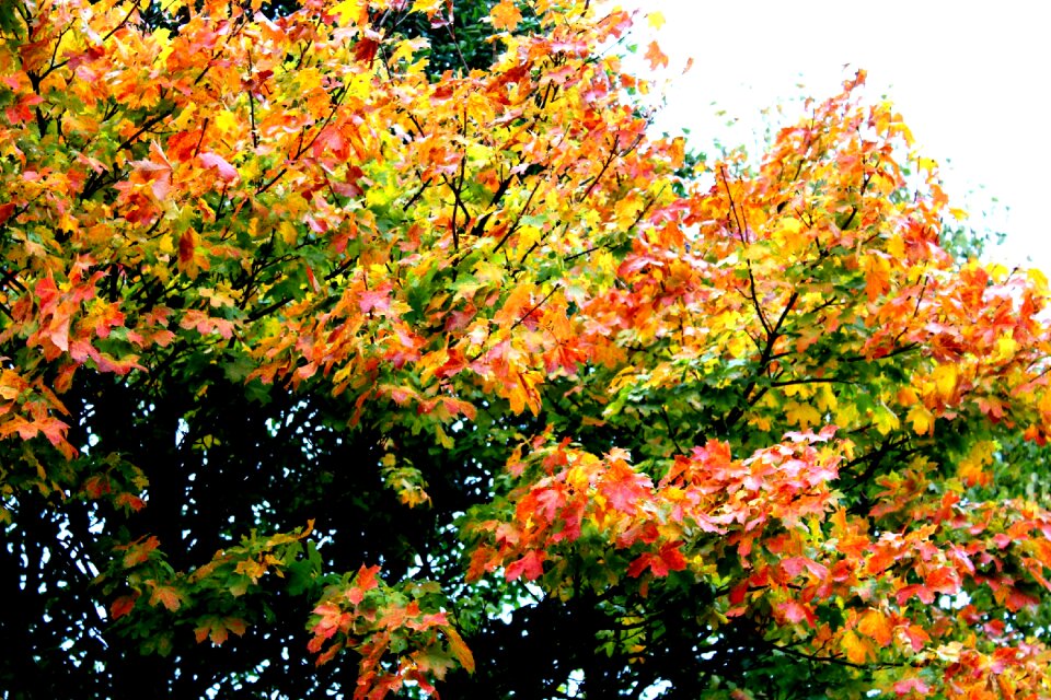 Fall foliage leaves in the autumn tree