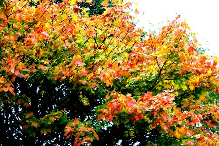 Fall foliage leaves in the autumn tree photo