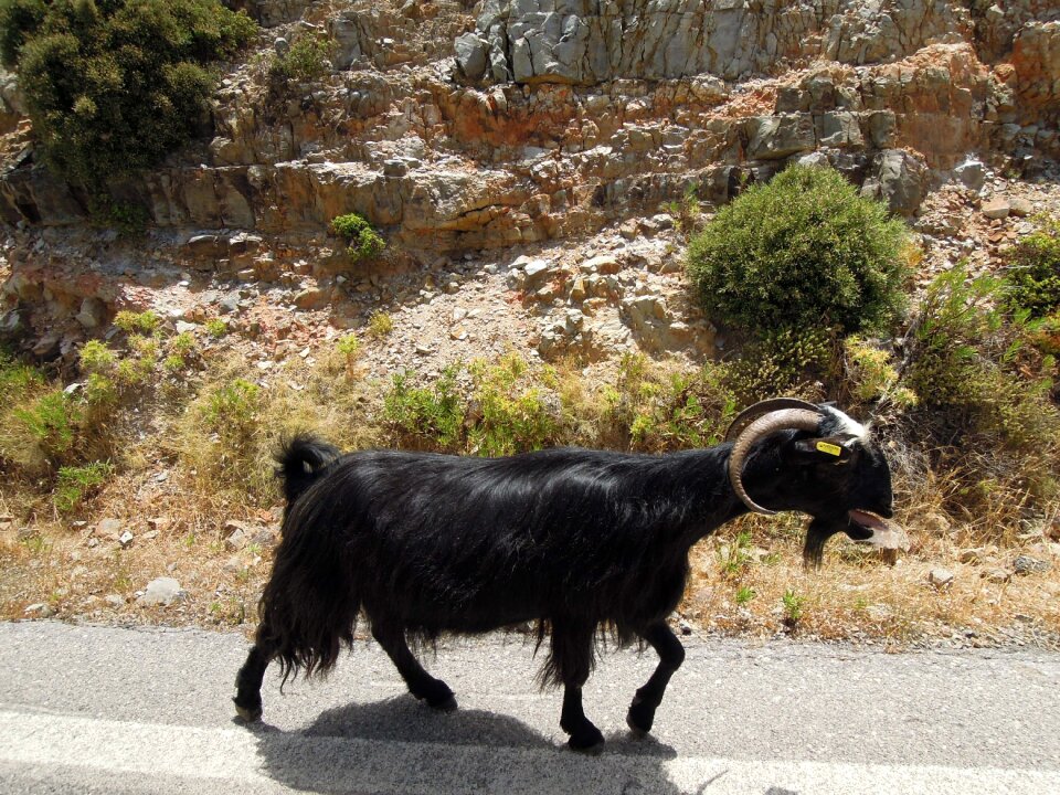 Nature the horns pet