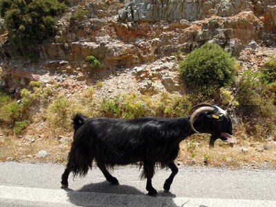 Nature the horns pet