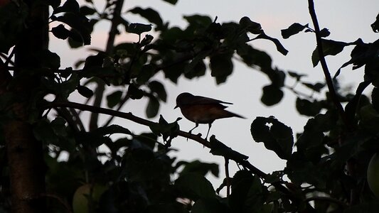 Bird nature sparrow photo