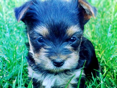 York doggy puppy