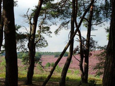 Nature trees field