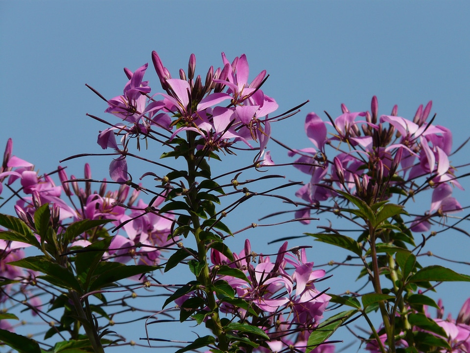 Blossom bloom pink