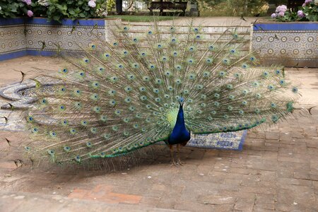 Vanity feathers peacock feather