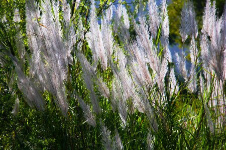 Green nature field photo