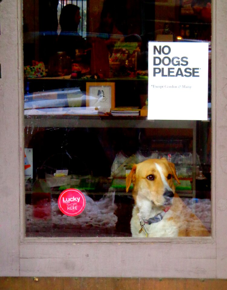 Pet animal domestic