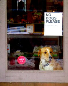 Pet animal domestic