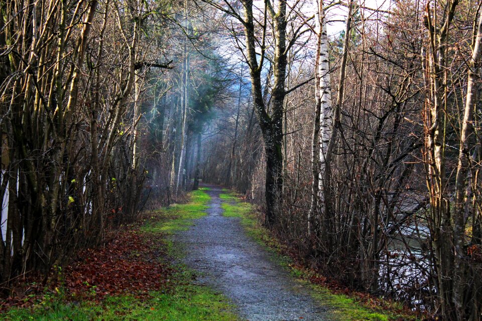 Travel forest trees