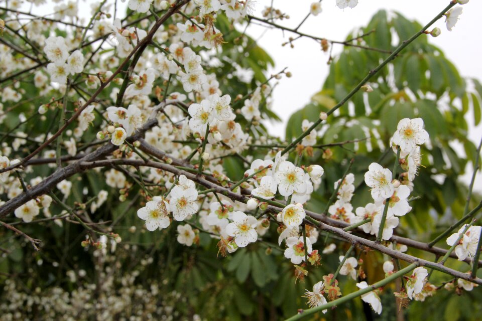 Wood flowers white