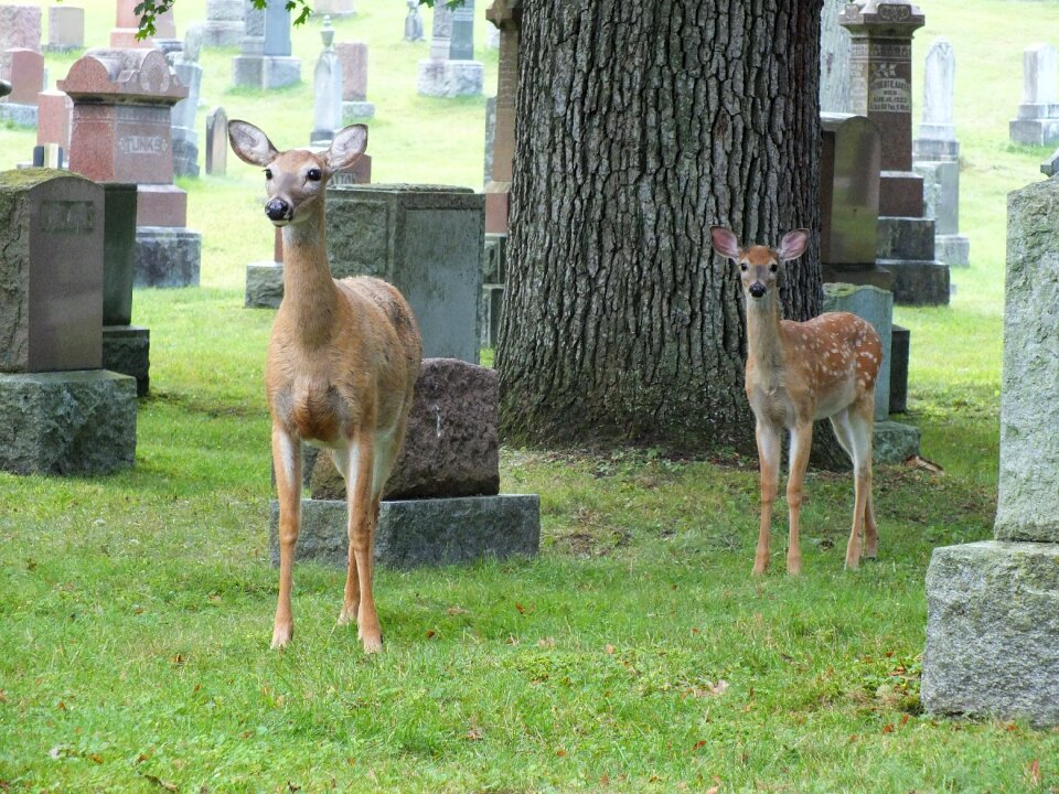 Doe headstone animal