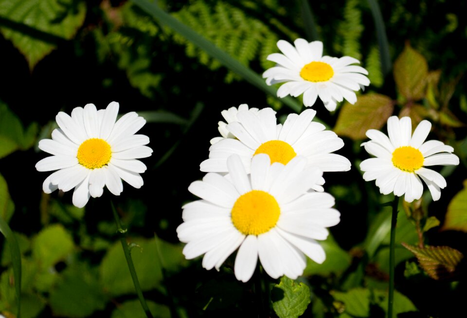 Floral white floral background