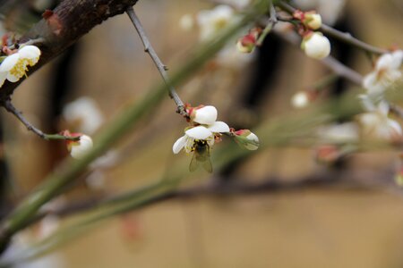 Bee flowering white