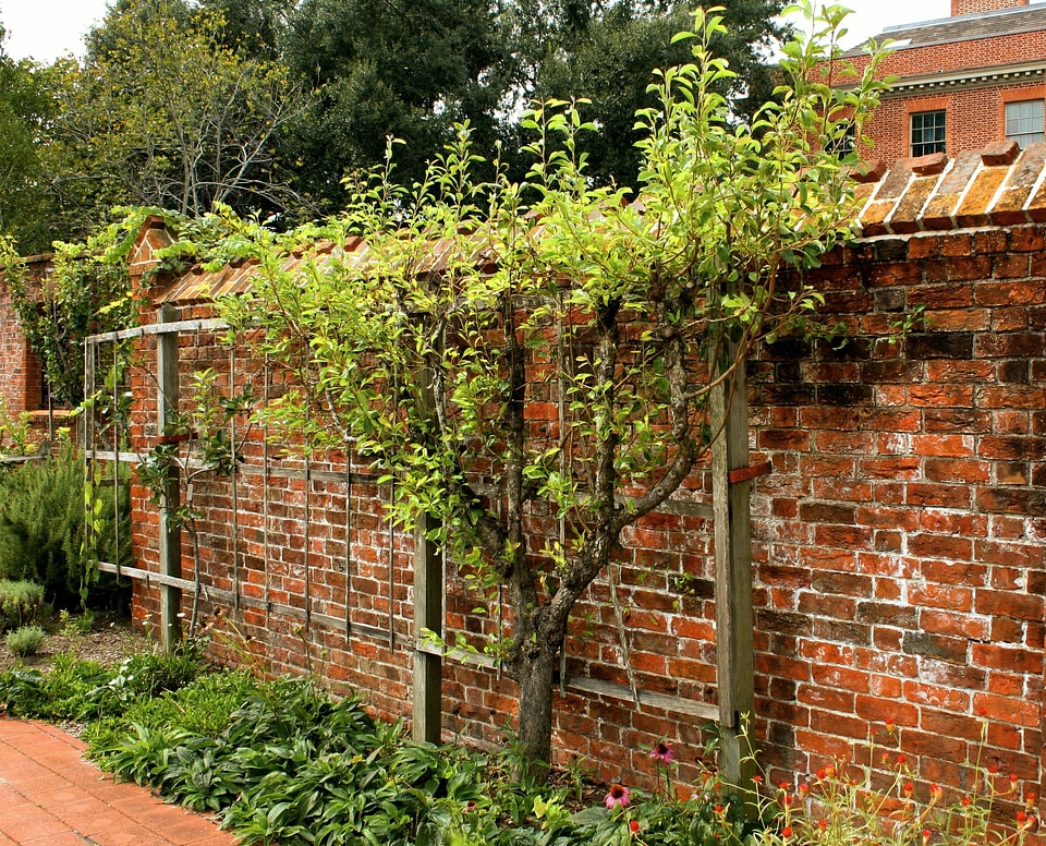 Trained garden wall fruit