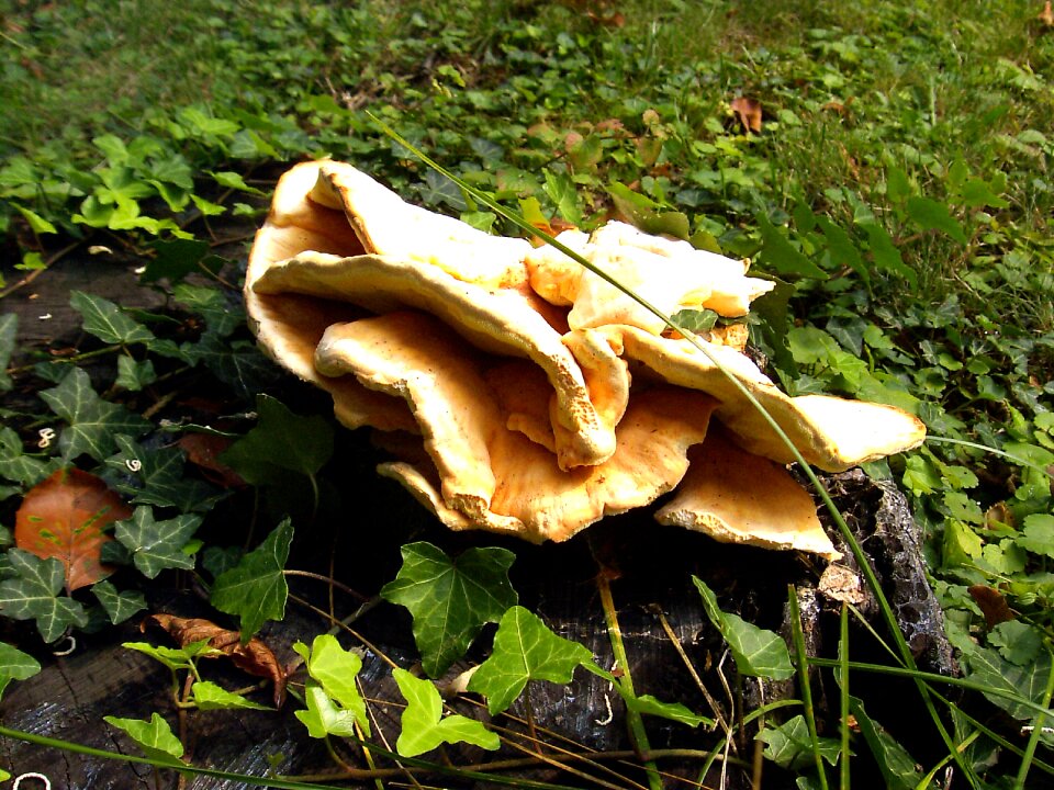 Mushroom nature plant