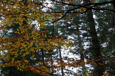 Tree yellow gold