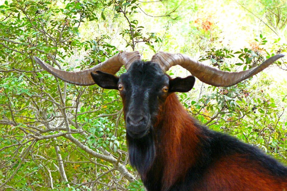 Horns nature mammal photo