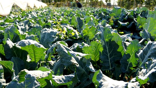 Crop fresh vegetables material
