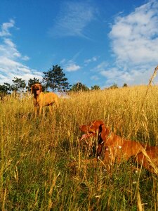 Blue sky field summer