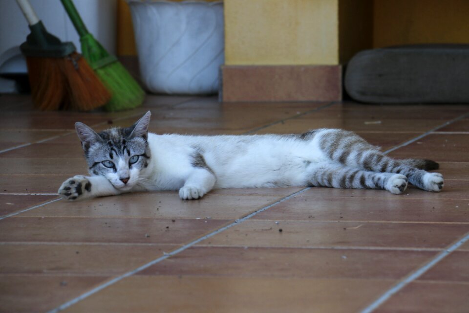 Kitten feline animal