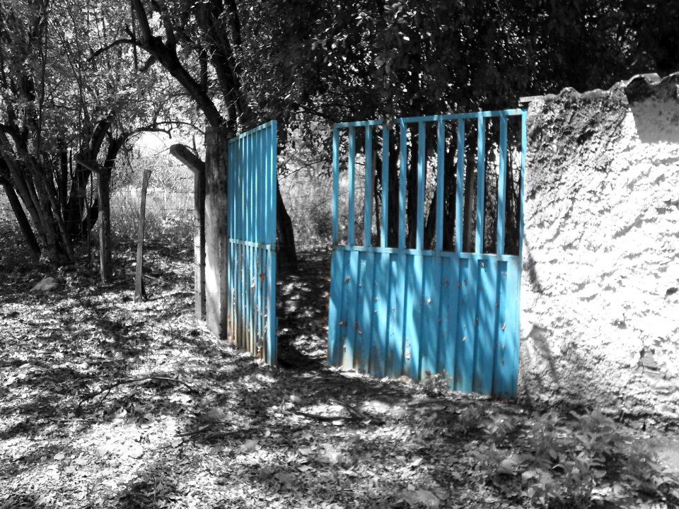 Field trees blue