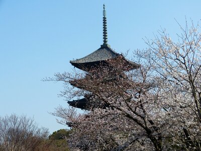Five-storied pagoda cherry blossoms spring kyoto photo