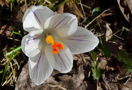 Spring flowers crocus photo