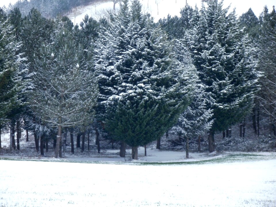 Parking forest trees