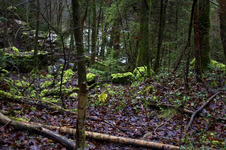 Travel forest trees